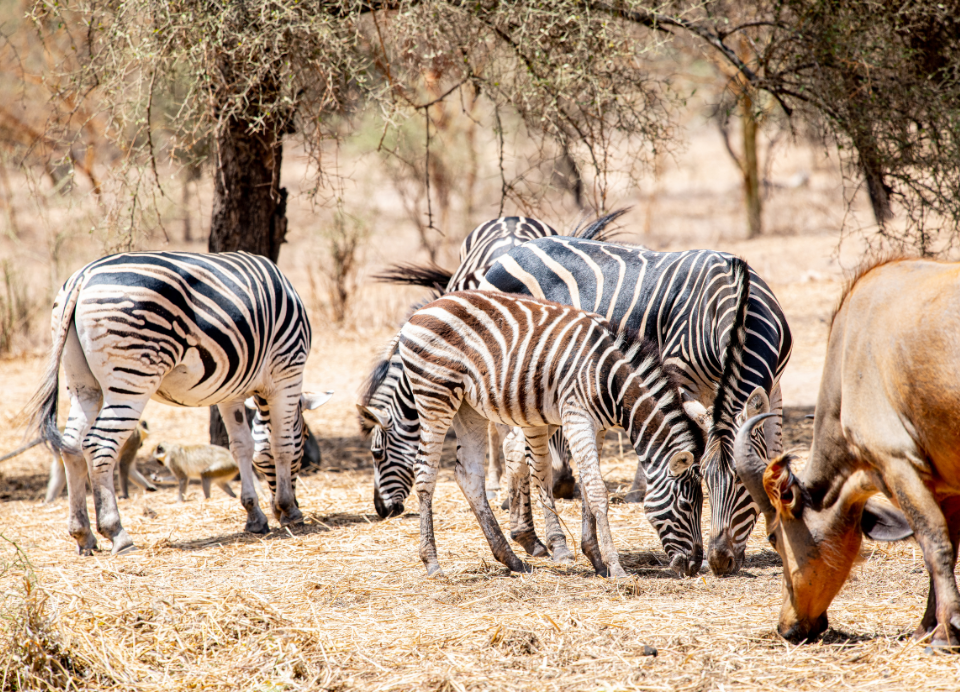 Bandia Reserve excursion (11)