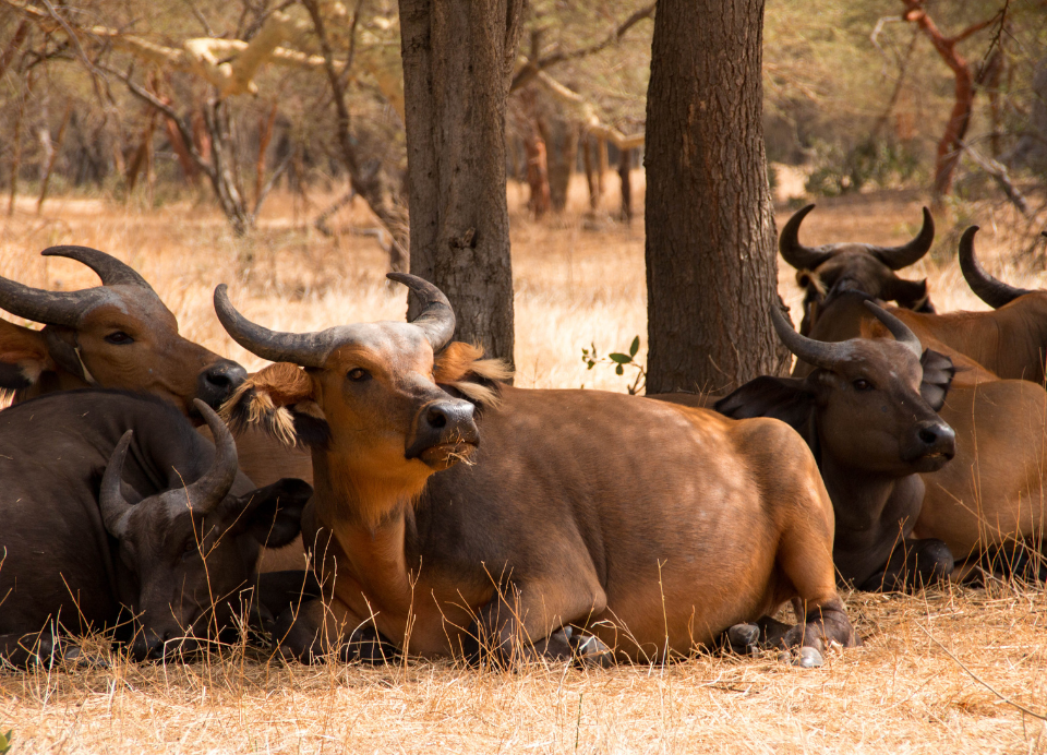 Bandia Reserve excursion (14)