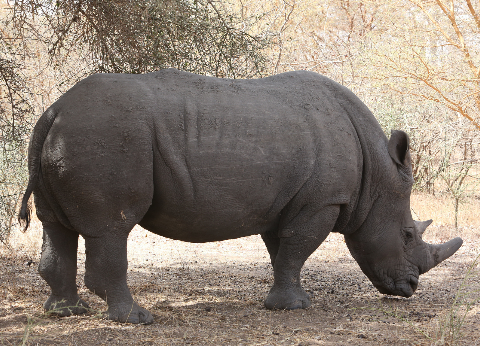 Bandia Reserve excursion (2)