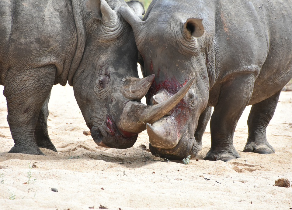 Bandia Reserve excursion (3)