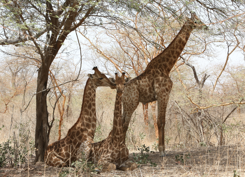 Bandia Reserve excursion (5)