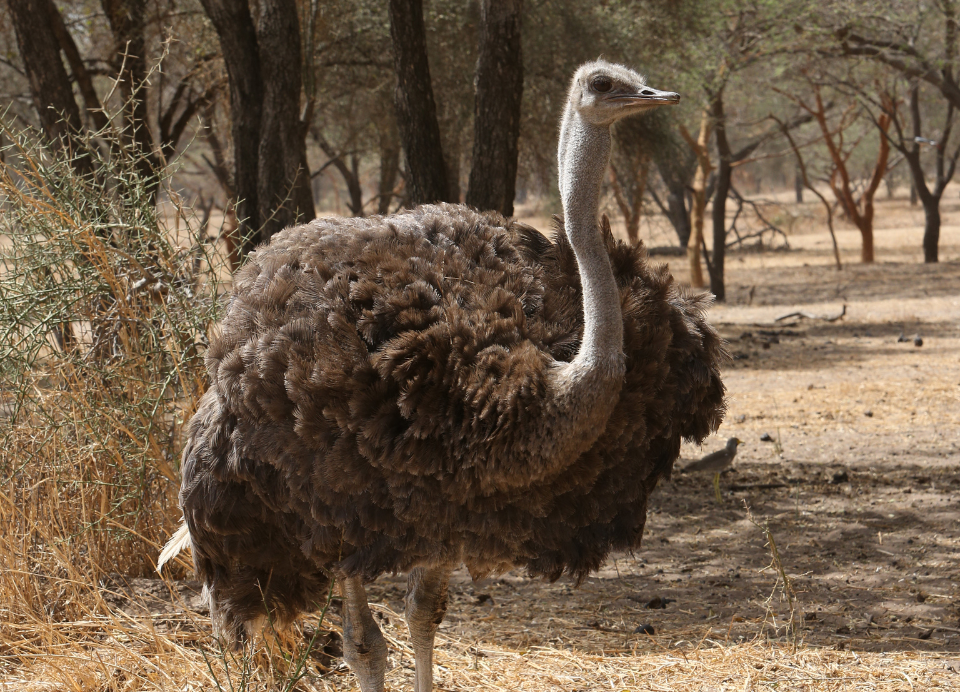 Bandia Reserve excursion (6)