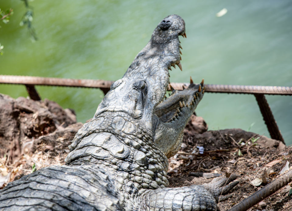 Bandia Reserve excursion (9)