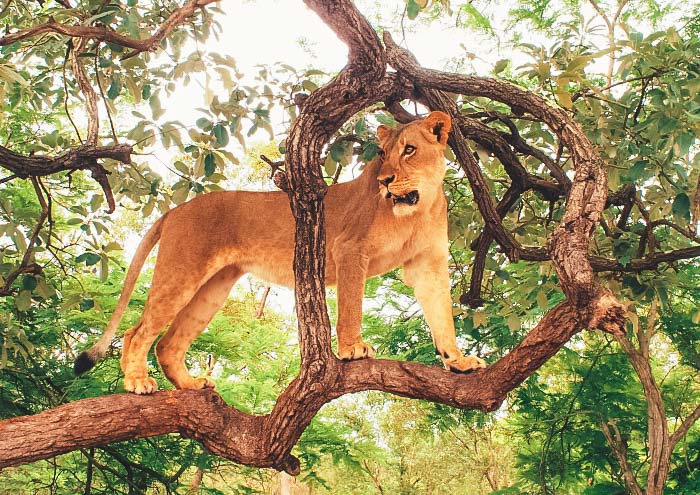 Excursions au Réserve de Fathala