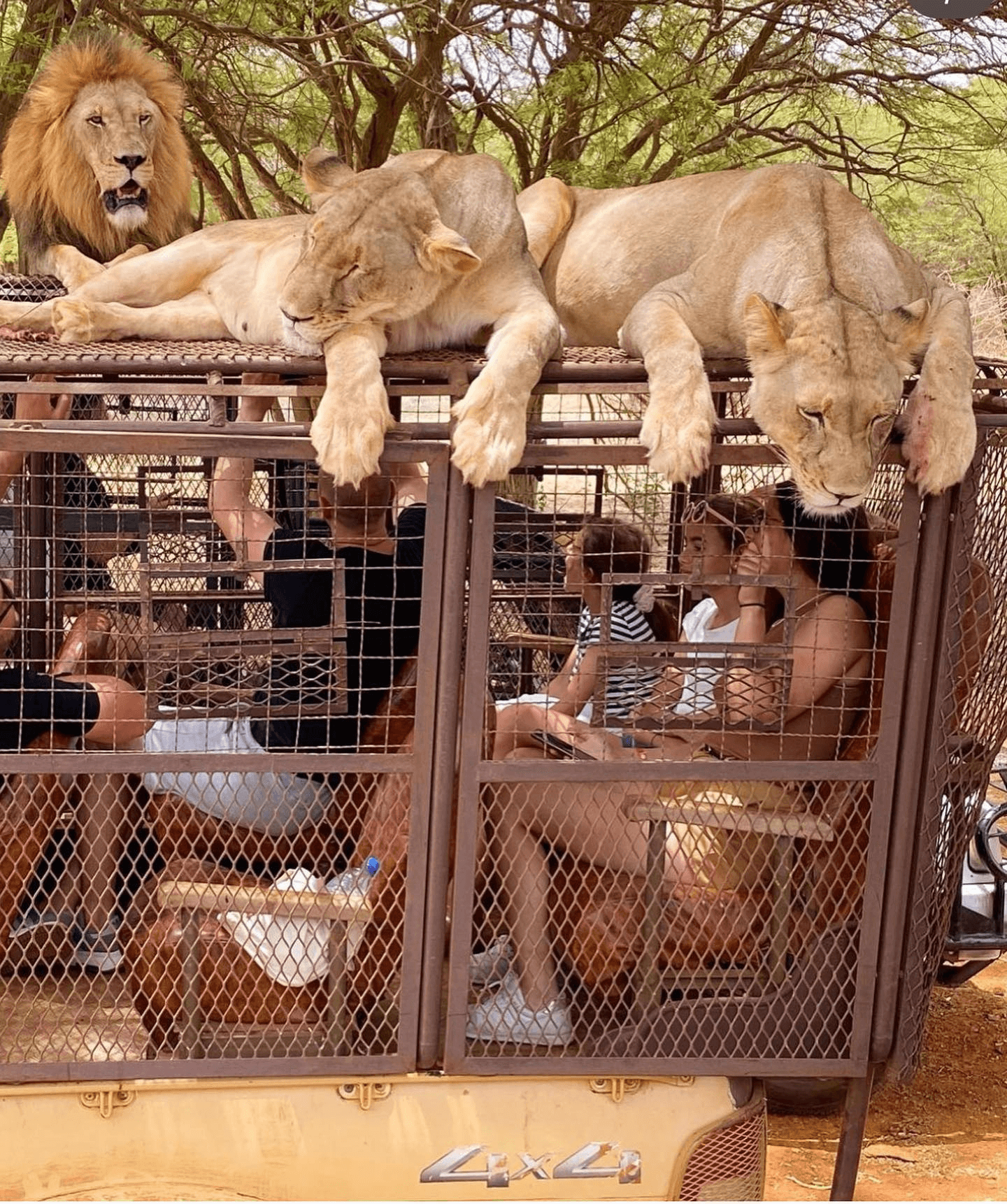 Safari avec Lions Ranch de Bandia (1)