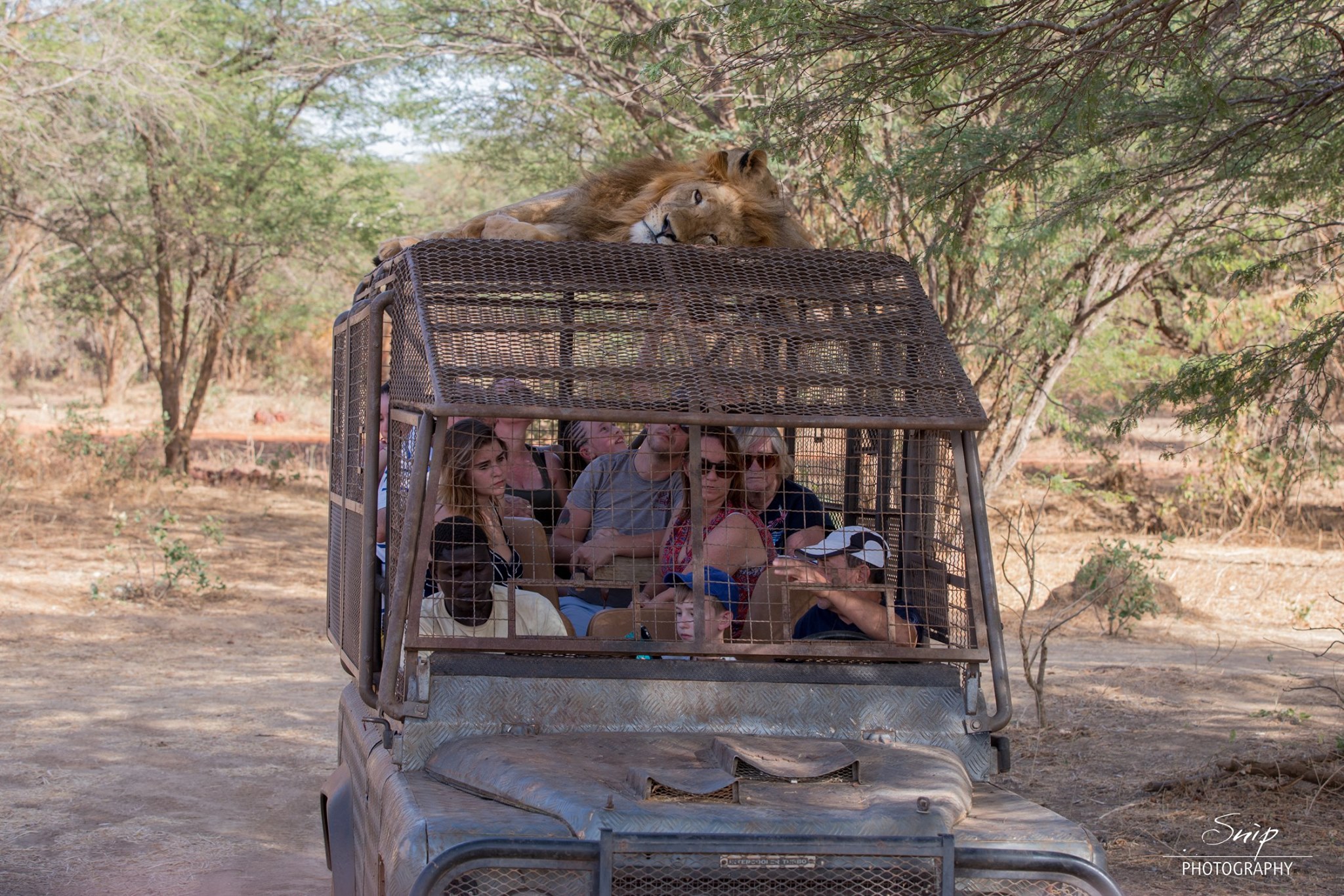 Excursions Safari Lions Bandia