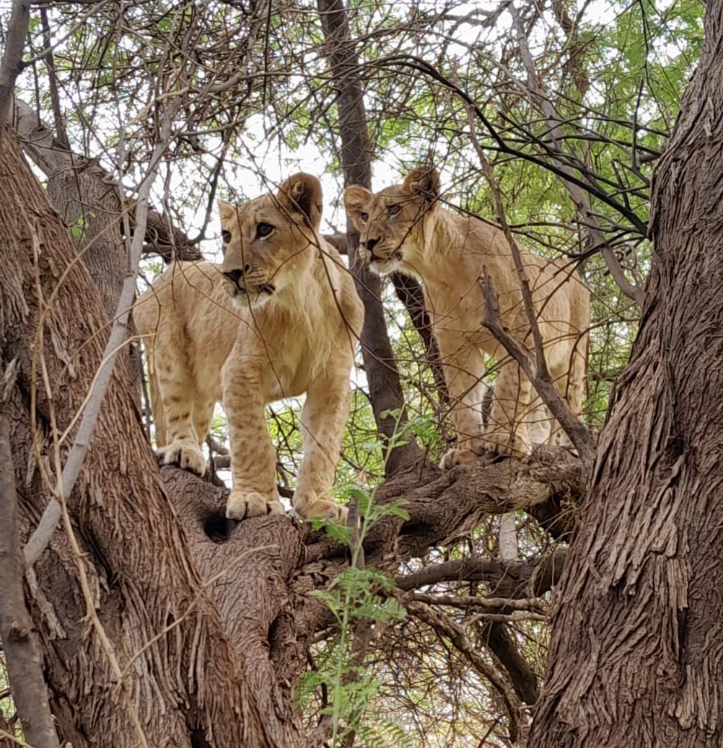 Safari avec Lions Ranch de Bandia (6)