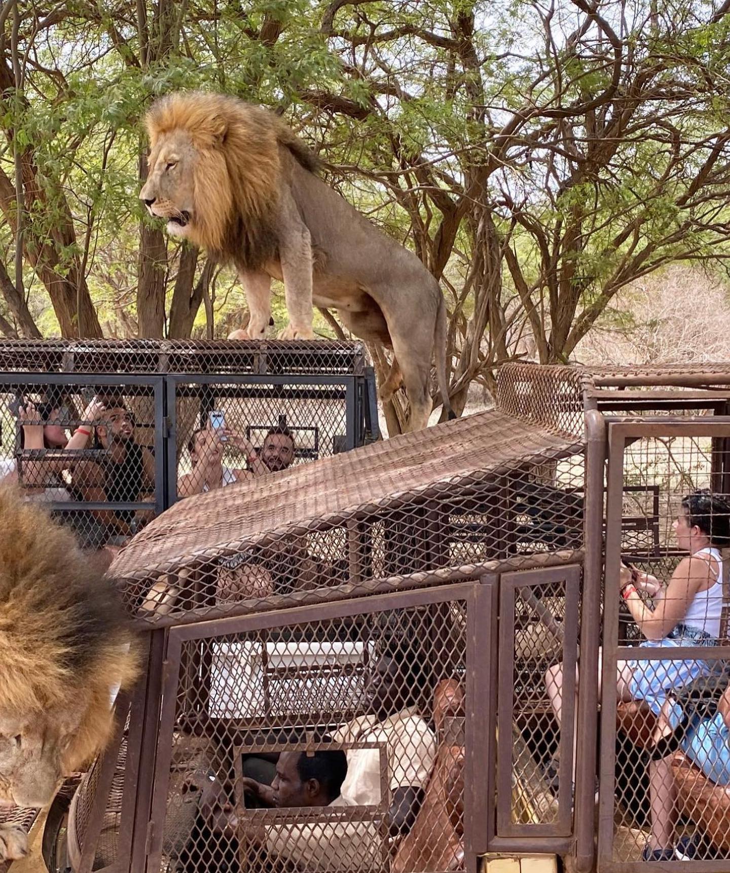 Excursions Safari Lions Bandia au départ de Saly