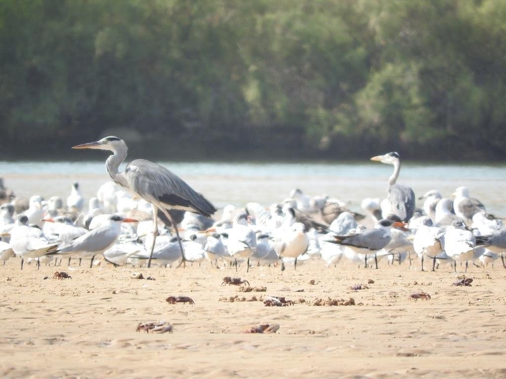 lagune-de-la-somone (18)